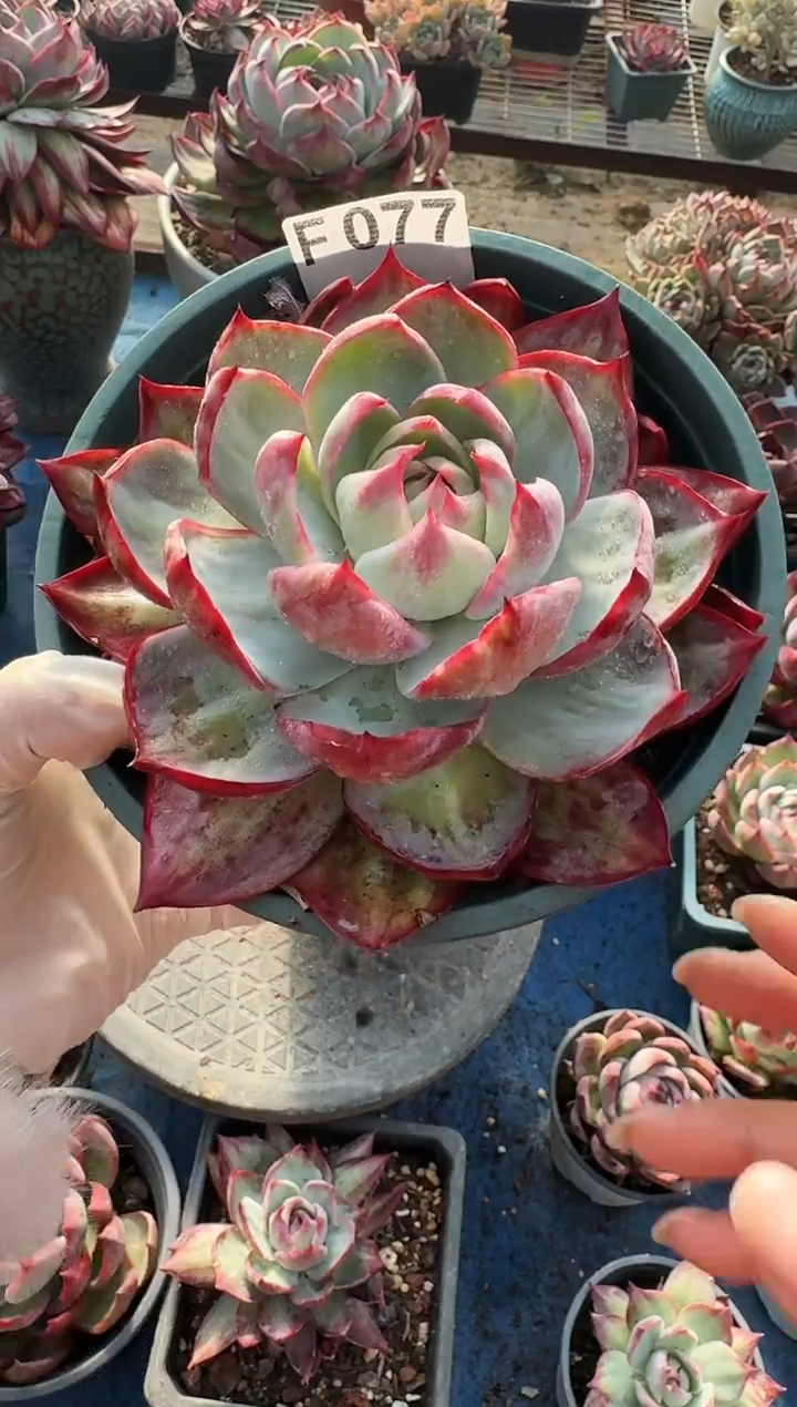 F077惊鸿仙子（裸根发货）（微瑕）