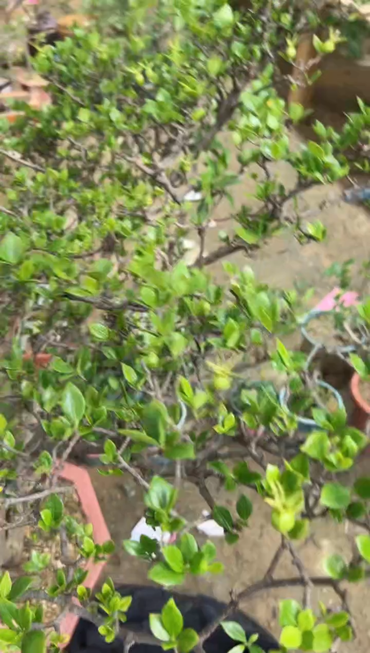 当前无花朵，栽培后可花朵铁**心海岛栀子花