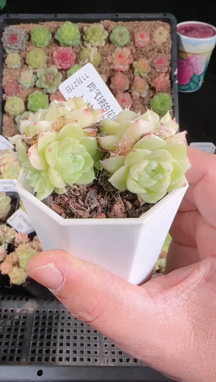 1127-314群生不包整