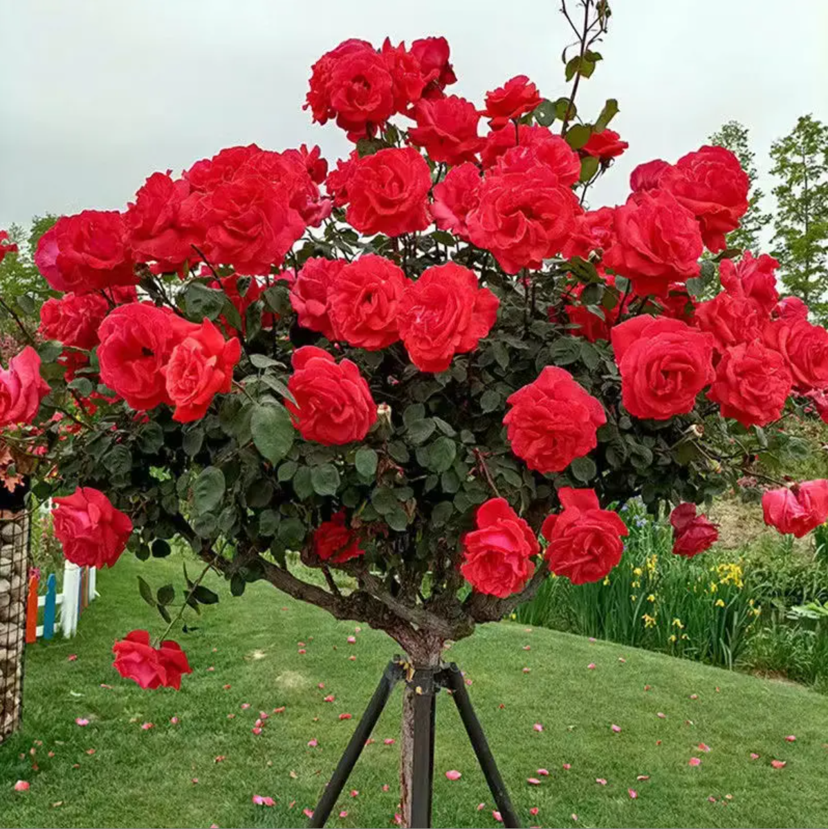 1米-1.3米大红红钻棒棒糖大苗多色月季花苗南北方栽地栽四季开花