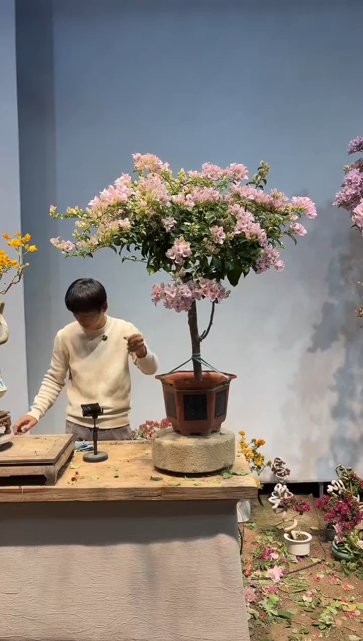 以实际为准三角梅49