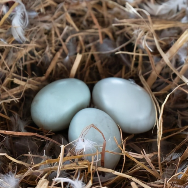 农家红树林海鸭蛋30装特大鸭蛋