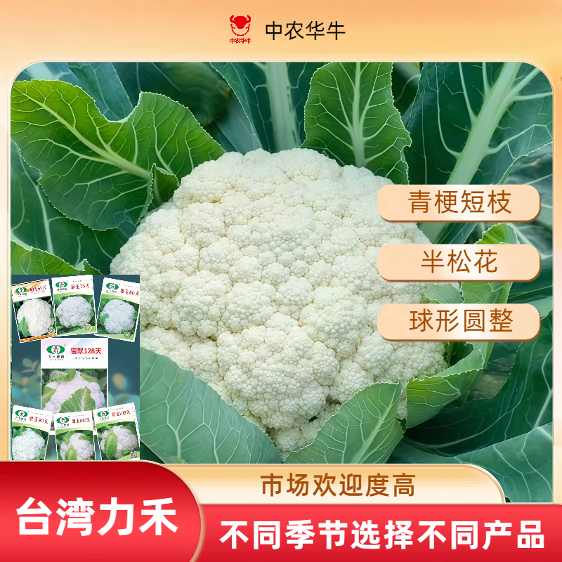 青梗花菜种子早熟耐热高产松花菜种植蔬菜籽四季农家新鲜蔬菜种子