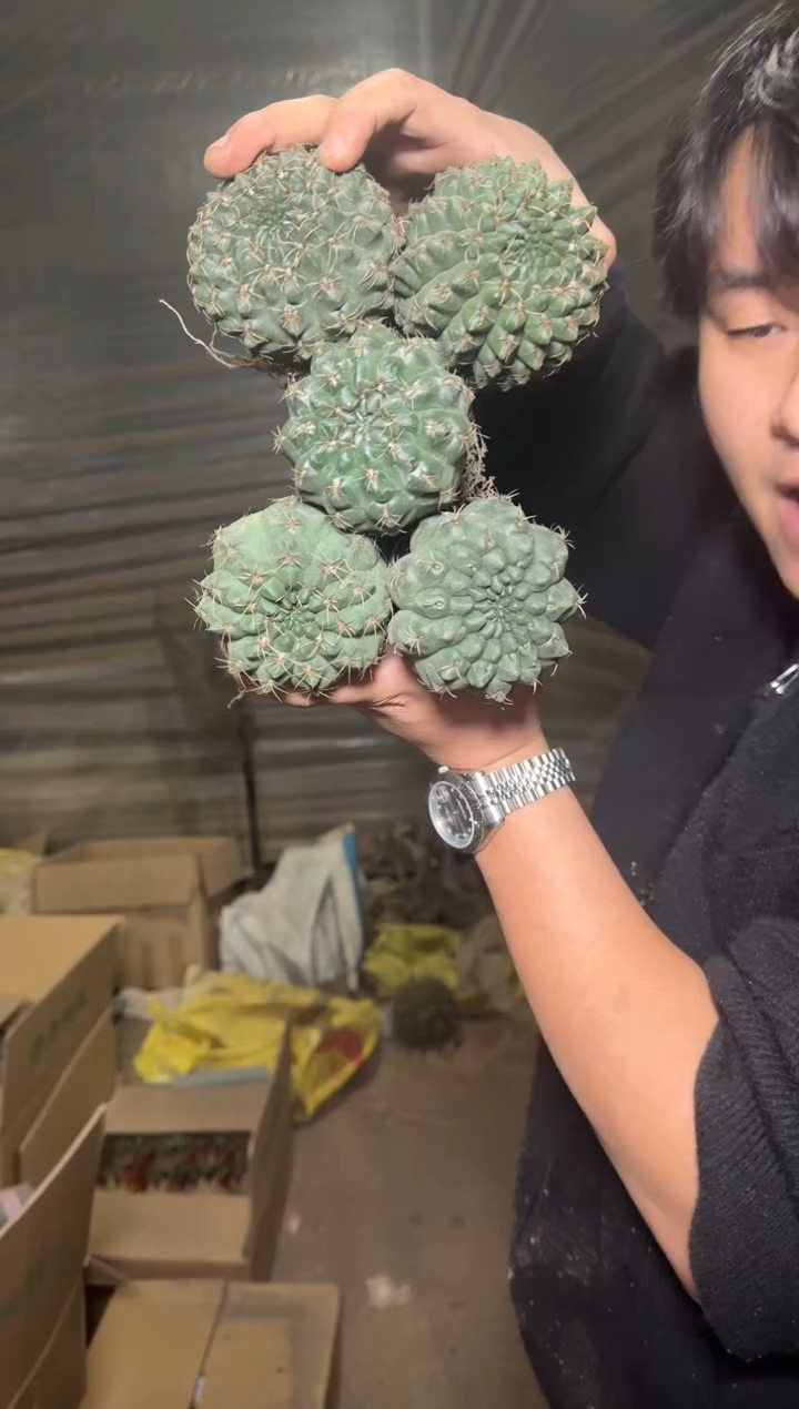 5颗 实生根 绯花玉 4-6cm