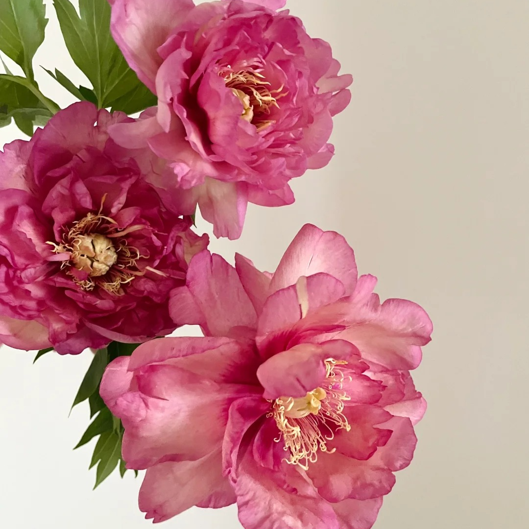 【希拉里】重瓣芍药直播间芍药基地直发高品质鲜切花鲜花