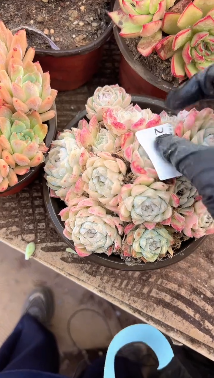 丽多肉植物一物一拍27341