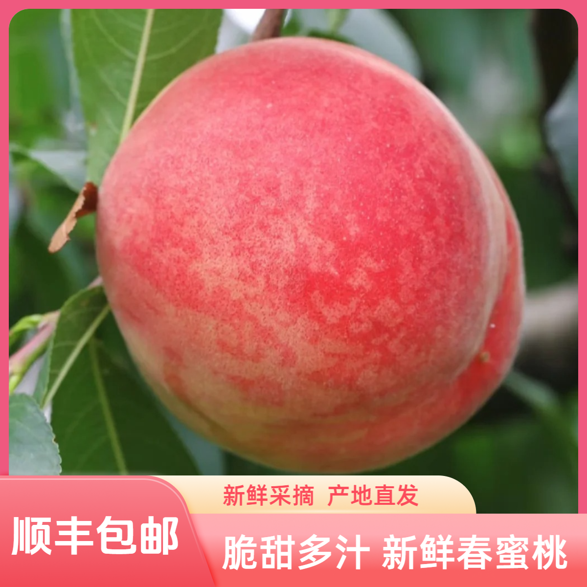【顺丰包邮】春蜜桃脆甜毛桃新鲜采摘应季水果产地直发