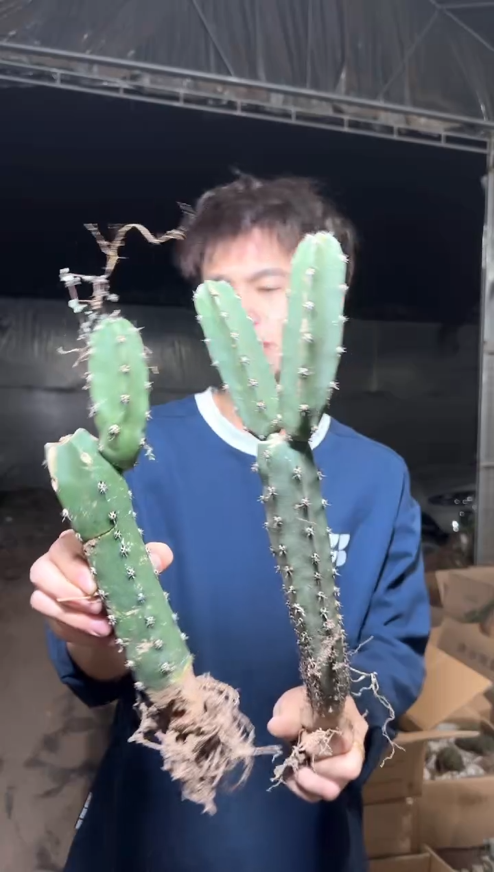 2颗 母本 秀普柱【带根】