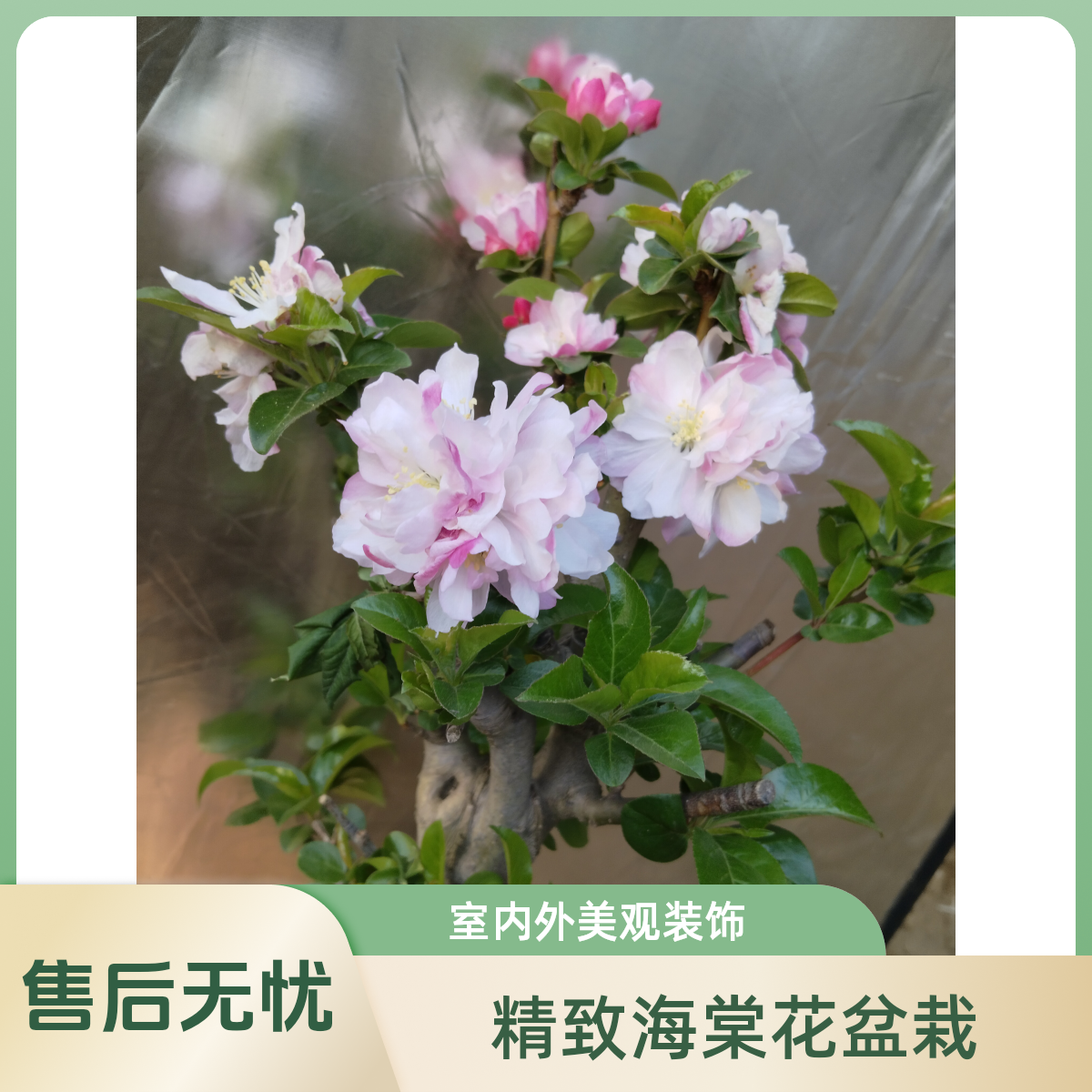 西扶，老北京西府海棠海棠花盆景花卉盆栽金弹子树海棠树果树