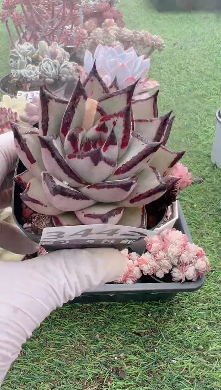 【闪购商品】信福多肉一物一拍1