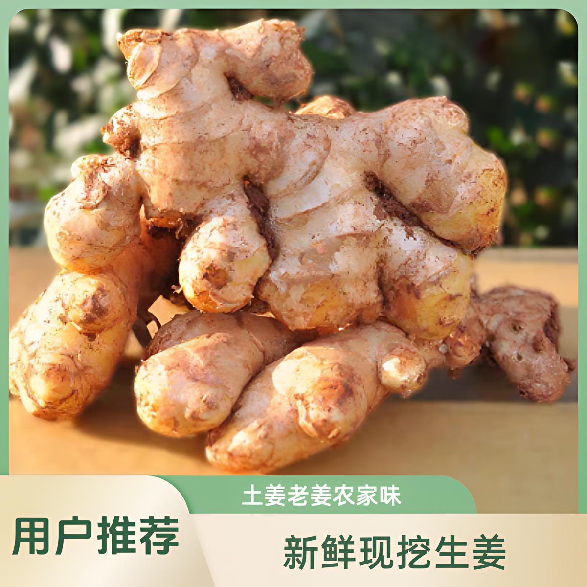 高山小黄姜地里现挖2年姜