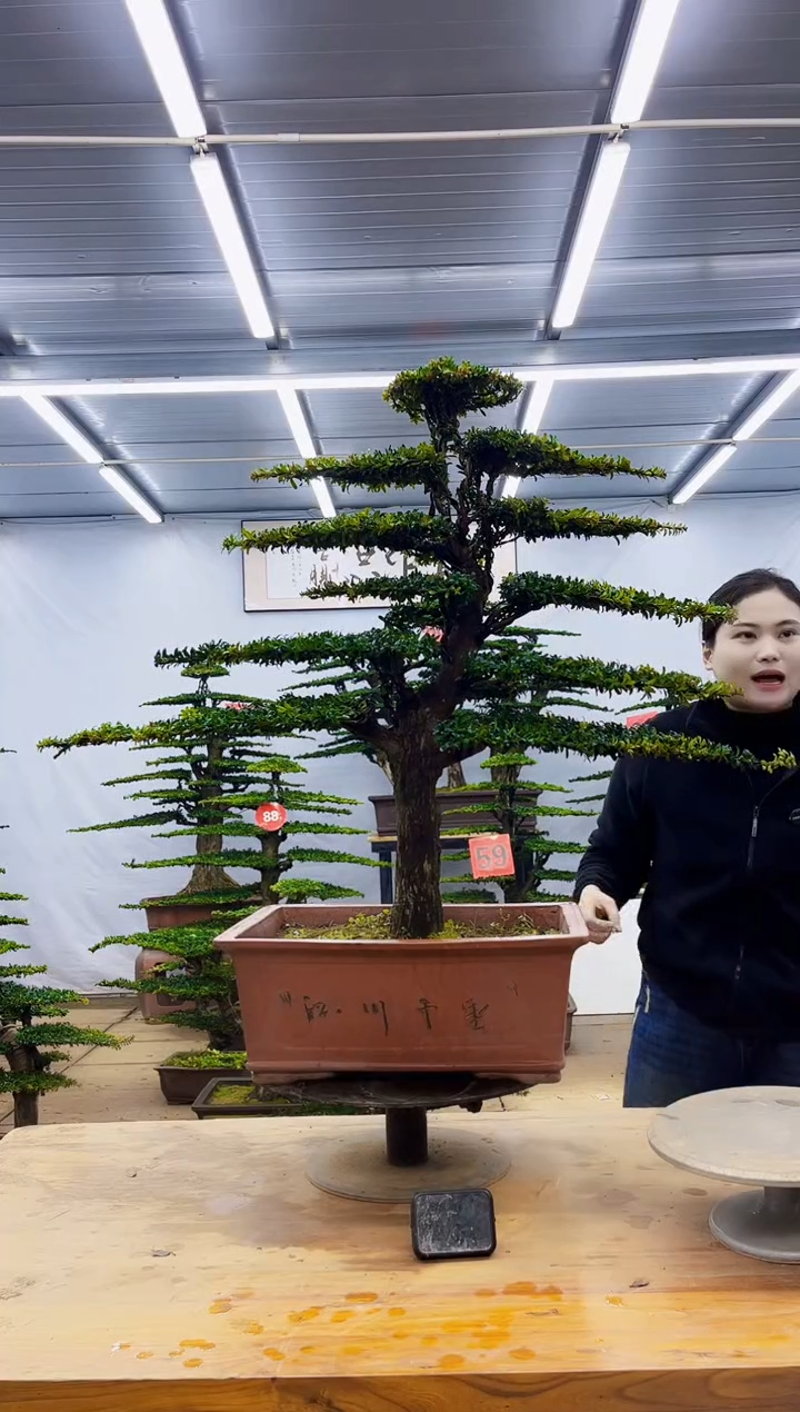 无花朵一物一拍，所见即所得