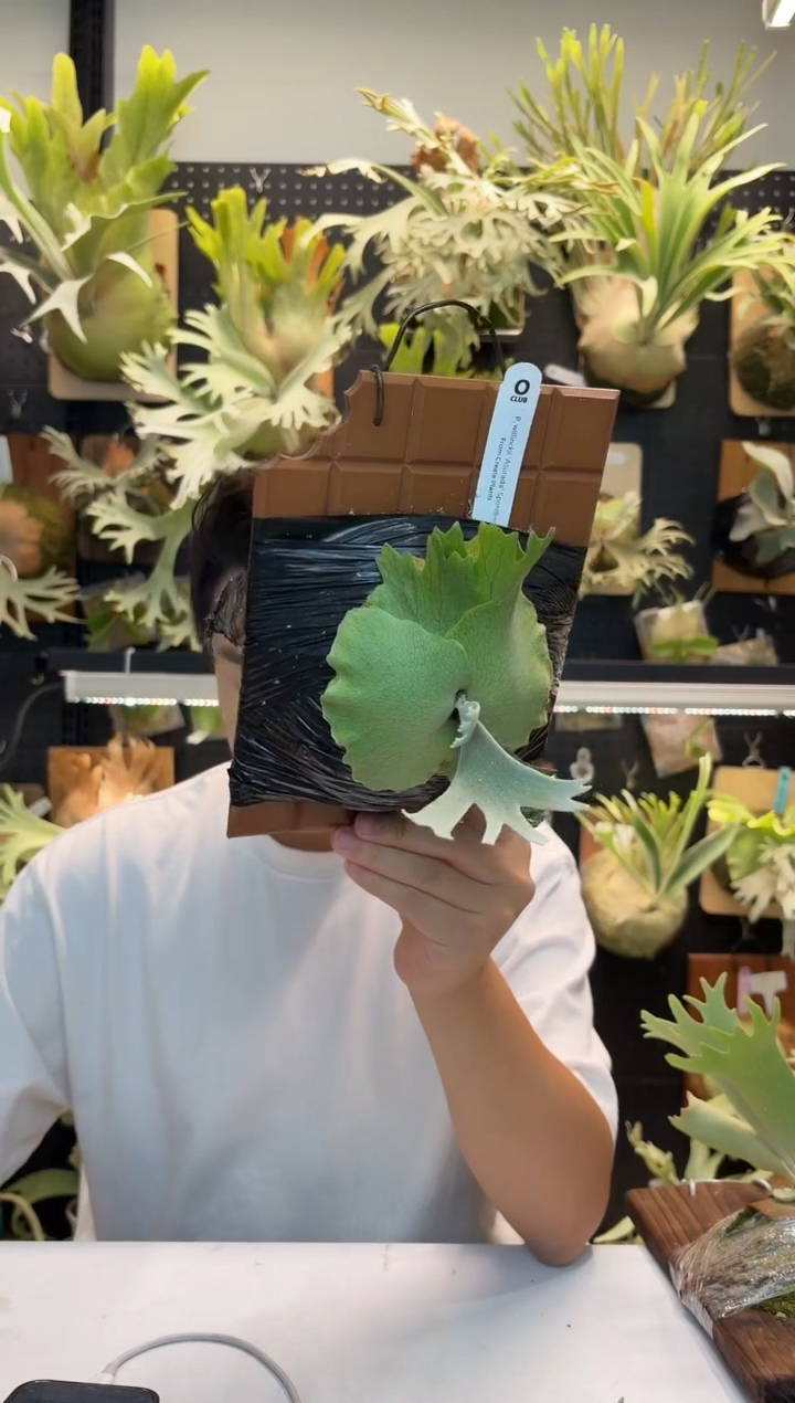 无花朵阿斯拉鹿角蕨孢子苗