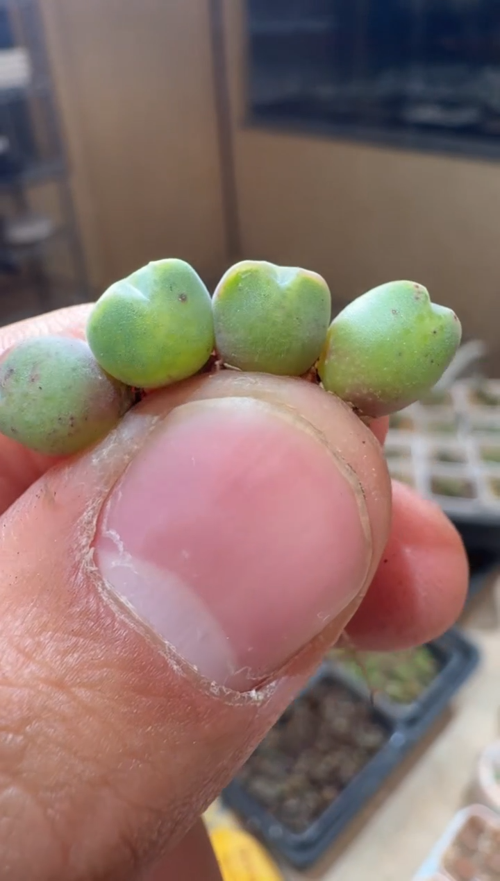 4-183多肉植物肉锥猪蹄一颗