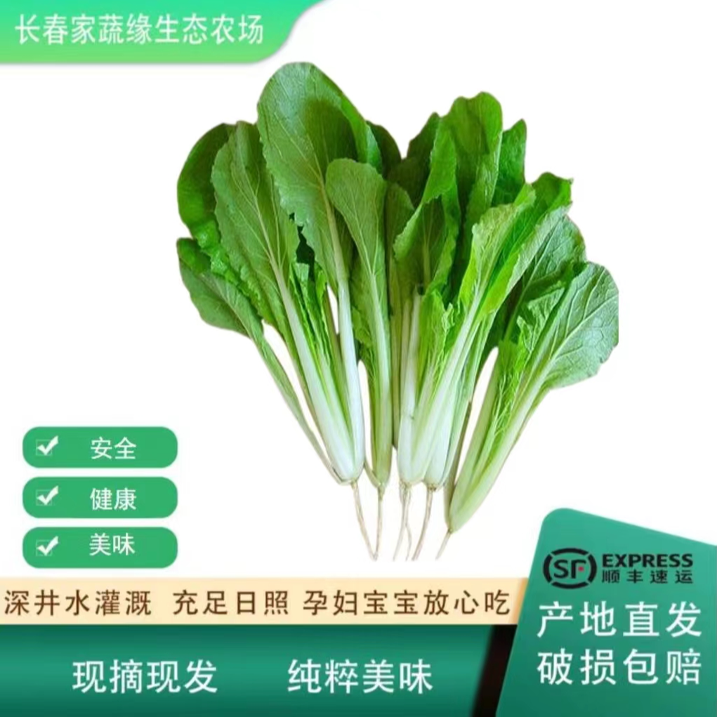 小白菜  安全健康营养美味生态种植现摘现发
