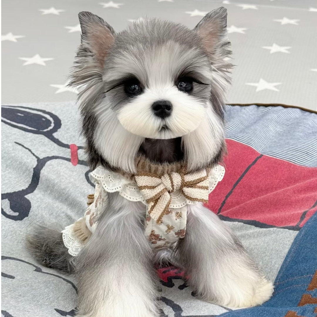 丁丁家的雪纳瑞宠物活体链接