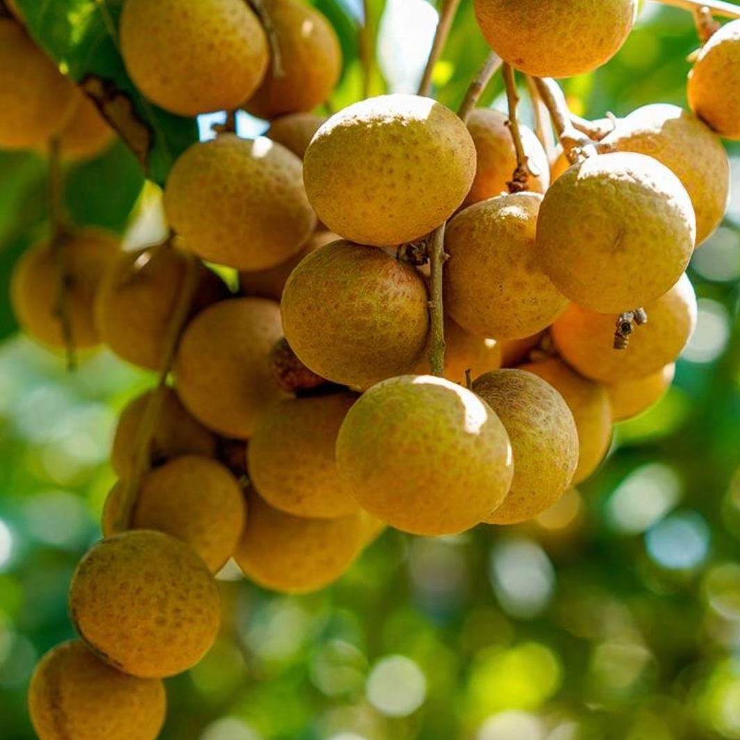 金标泰国龙眼顺丰包邮到家