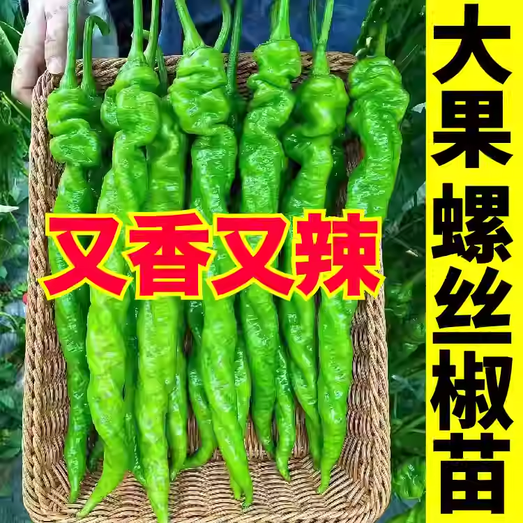 香辣螺丝椒苗秧苗高产大果陇椒苗薄皮正宗特辣苗四季阳台盆栽菜苗