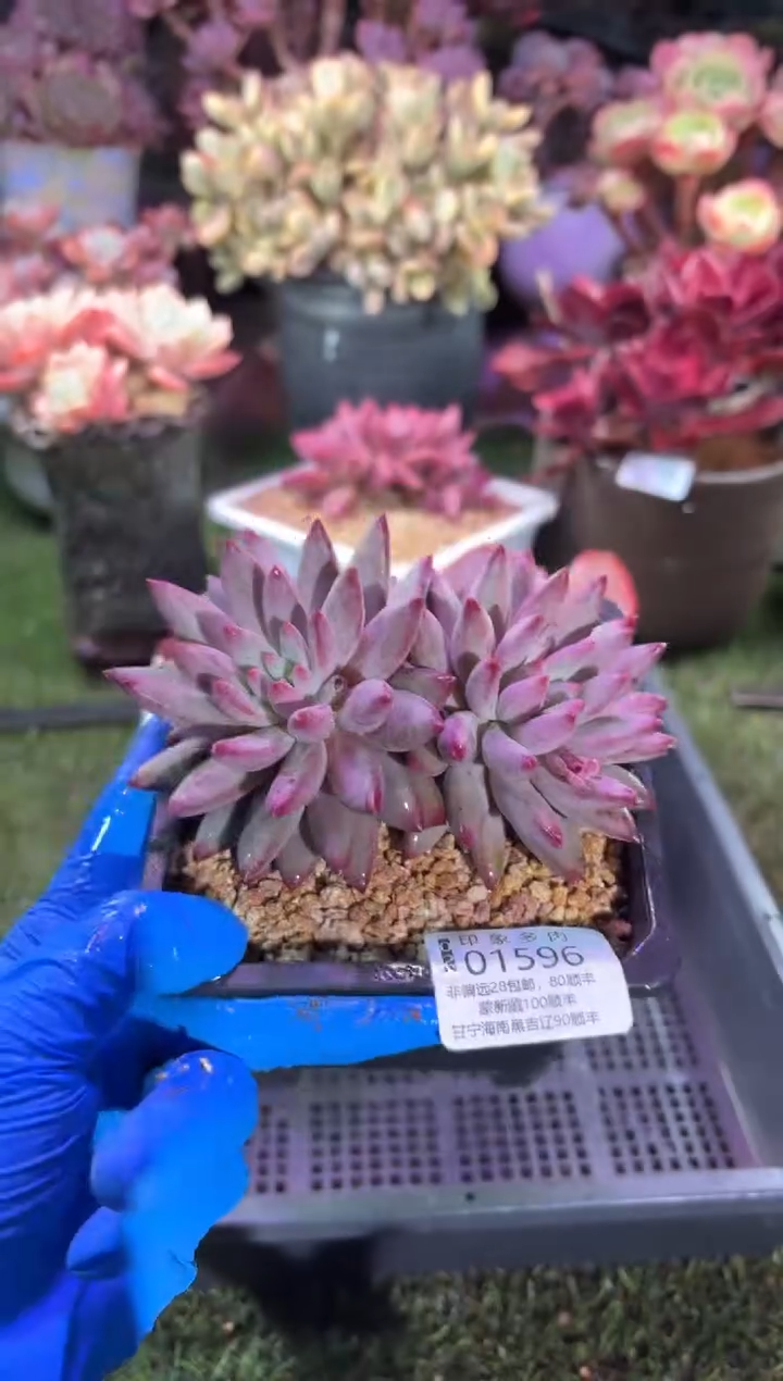 【闪购商品】01596