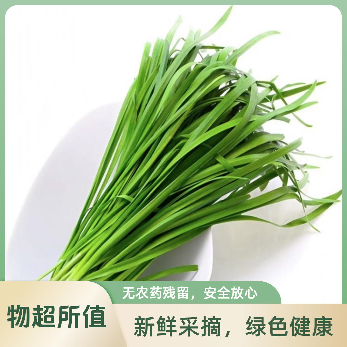 农家现摘现发新鲜毛韭菜