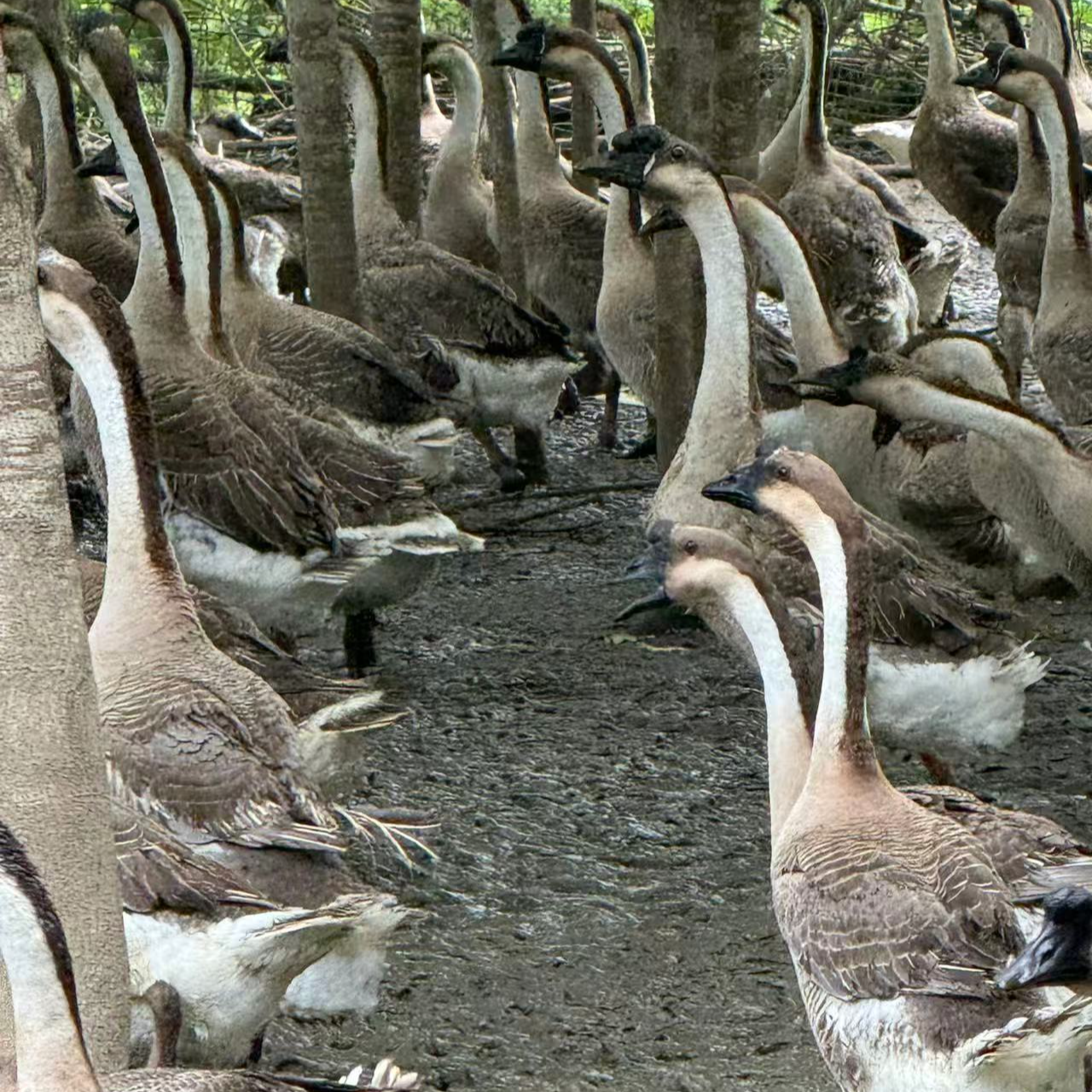 公黑头我鸟，粉丝福利，顺丰包邮宠物鸭