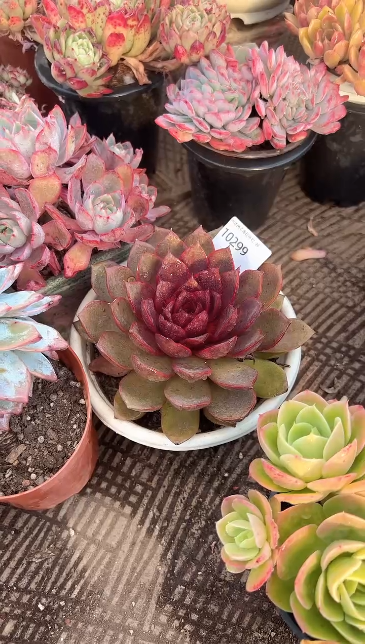 付多肉植物一物一拍10299