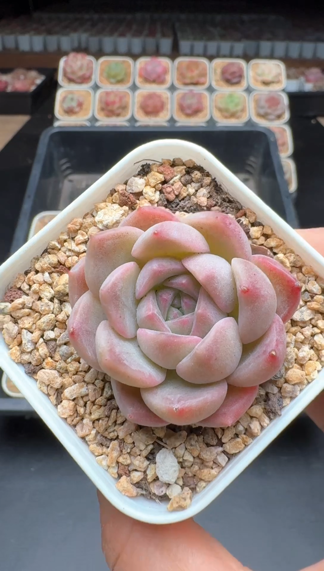 【闪购商品】764A物拍多肉带盆土6.5杯拍3颗包柚