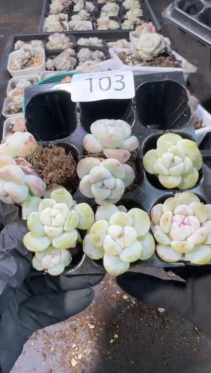 【闪购商品】103号到手1框--江北一物一拍