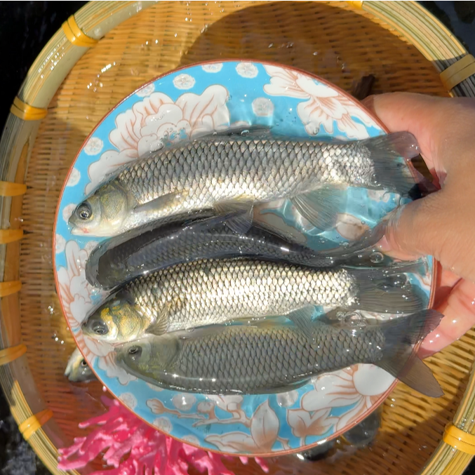 四川渔场自家养殖长长鱼 可食用水族观赏鱼