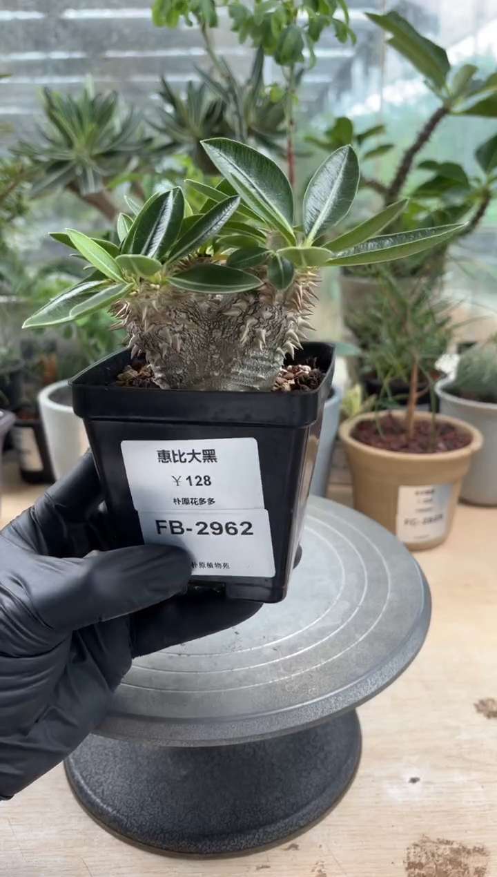 惠比大黑FB-2962