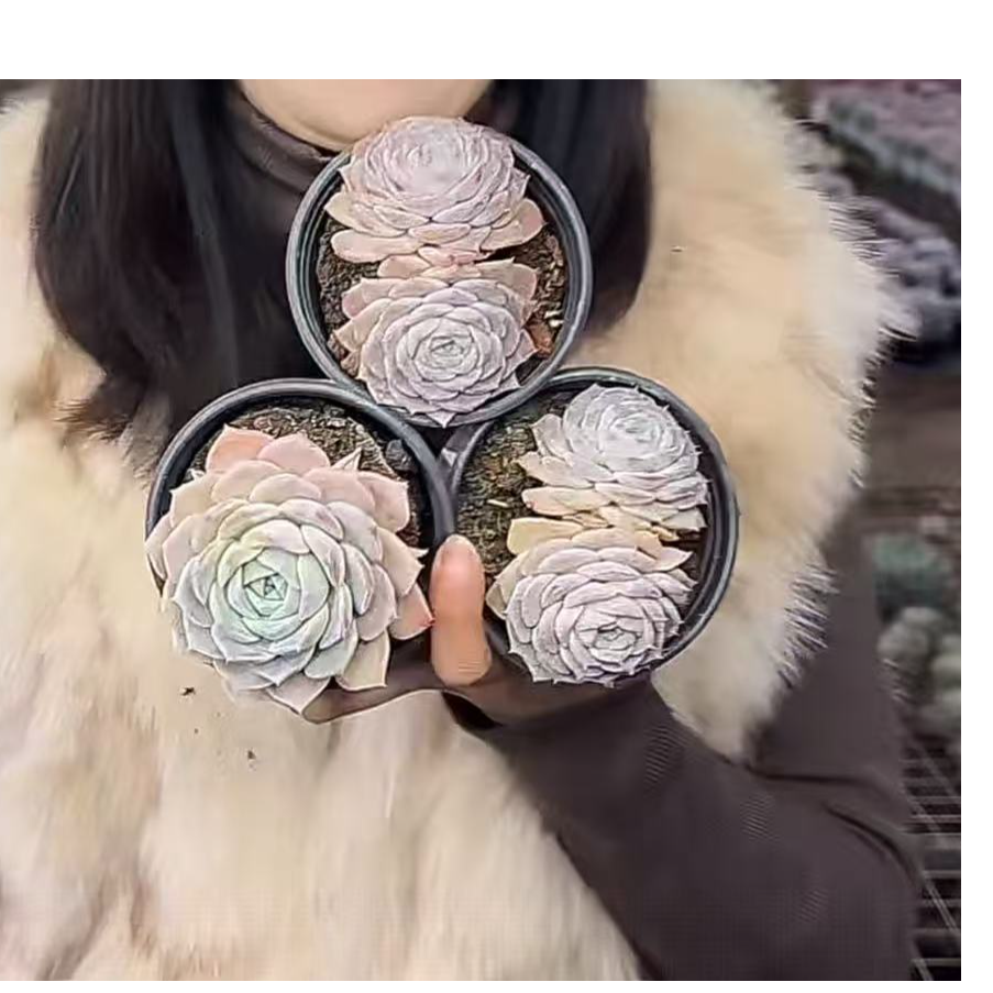 【纯爱】 多肉植物 绿植盆栽