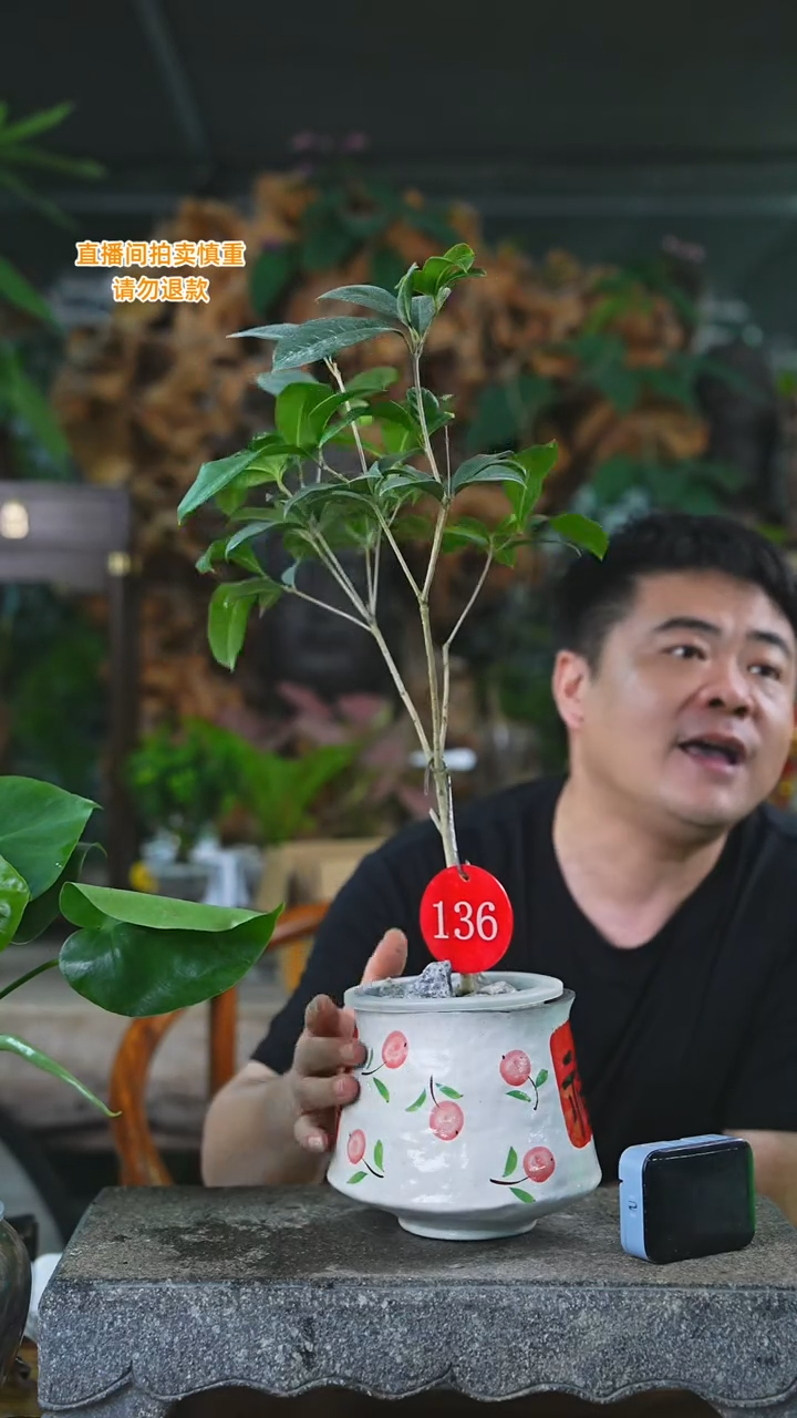 当前无花栽培后可以开花四季桂136T