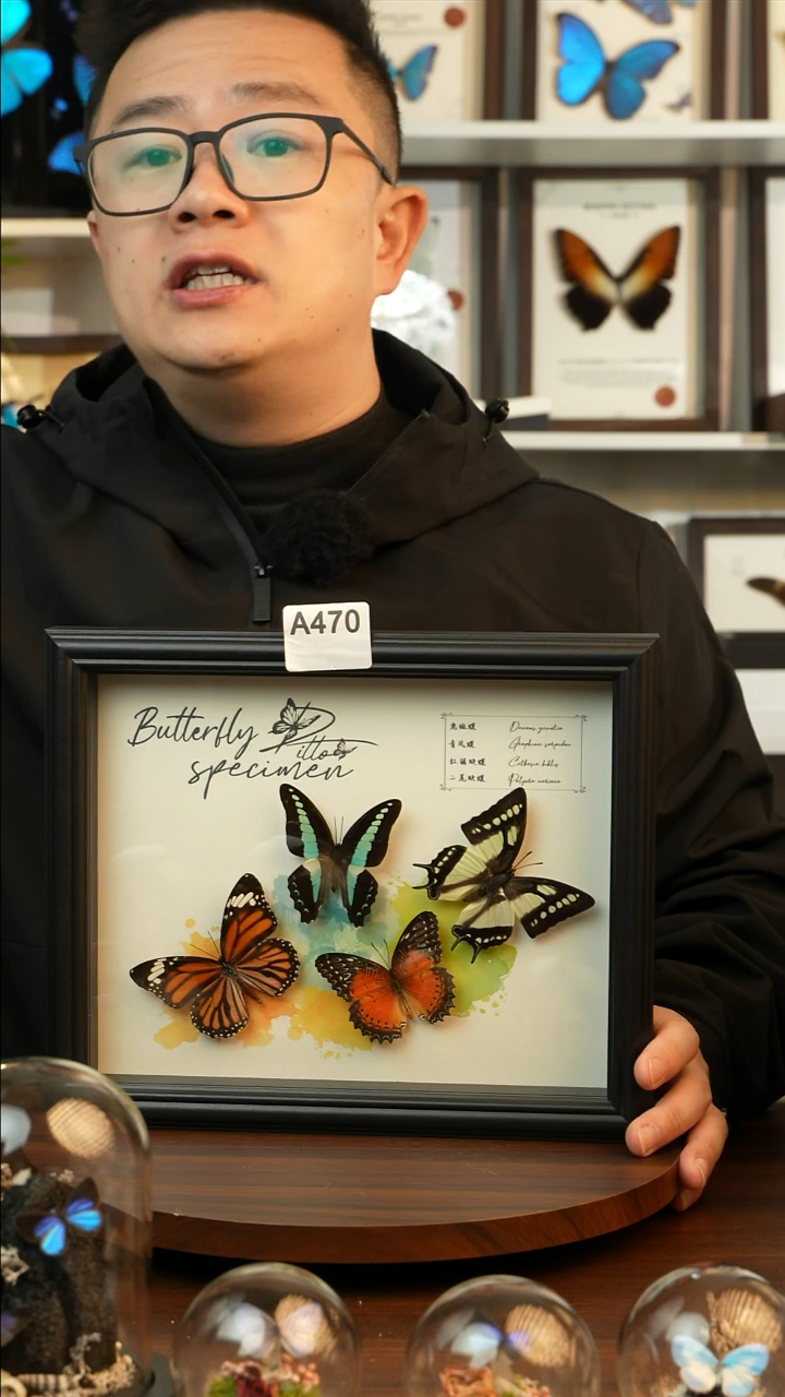 四色蝴蝶组合（10寸欧式黑框）A470