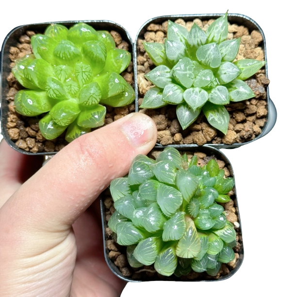 苏州玉露➕爱心寿➕绿泡泡玉露多肉植物