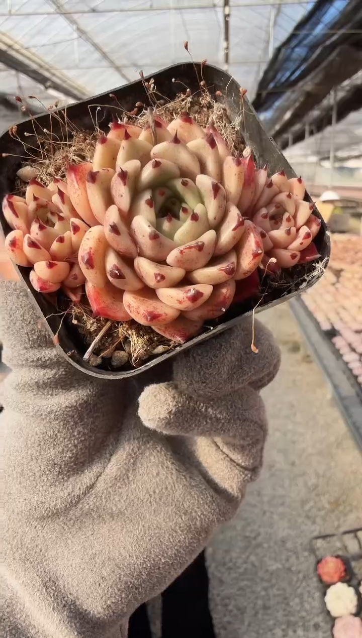 东云多肉园新款-160