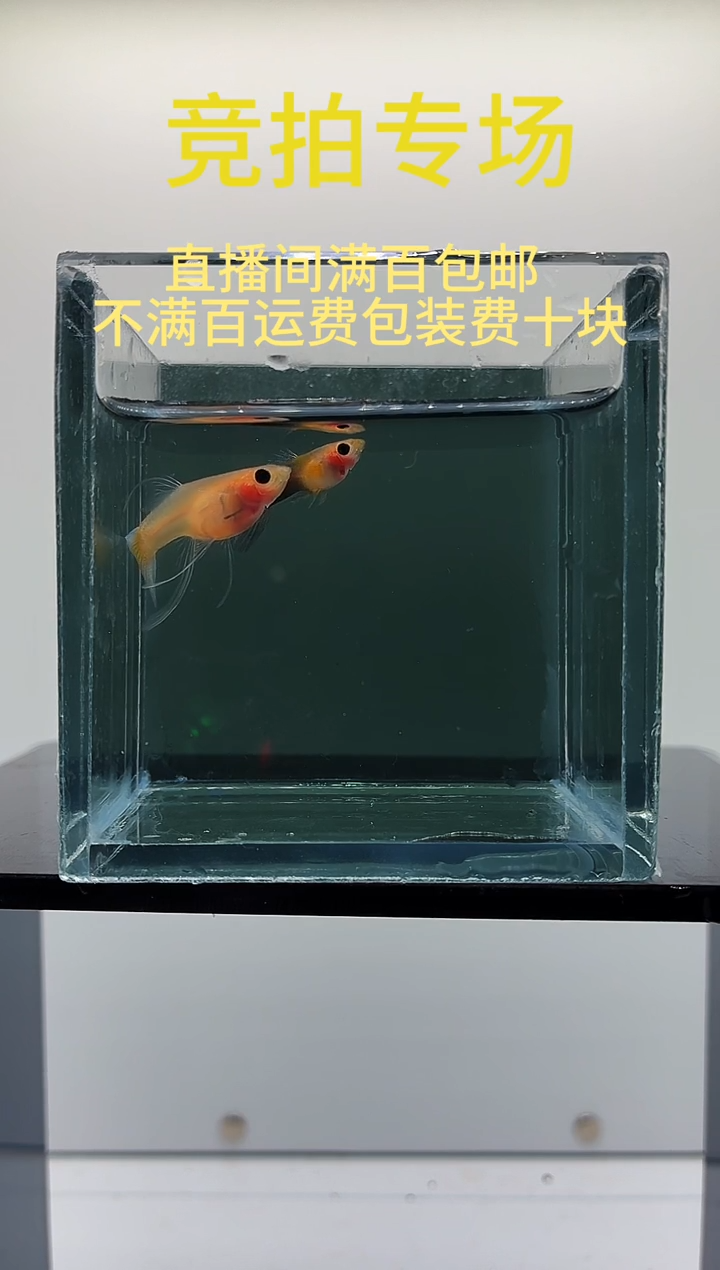 孔雀鱼黄化蓝礼服玻璃猫C一对-46