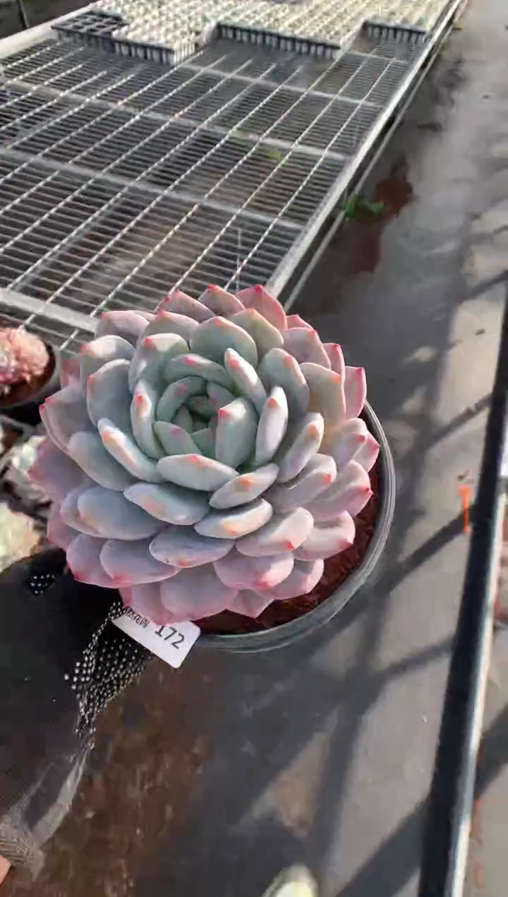 172韩橙多肉植物一物一拍