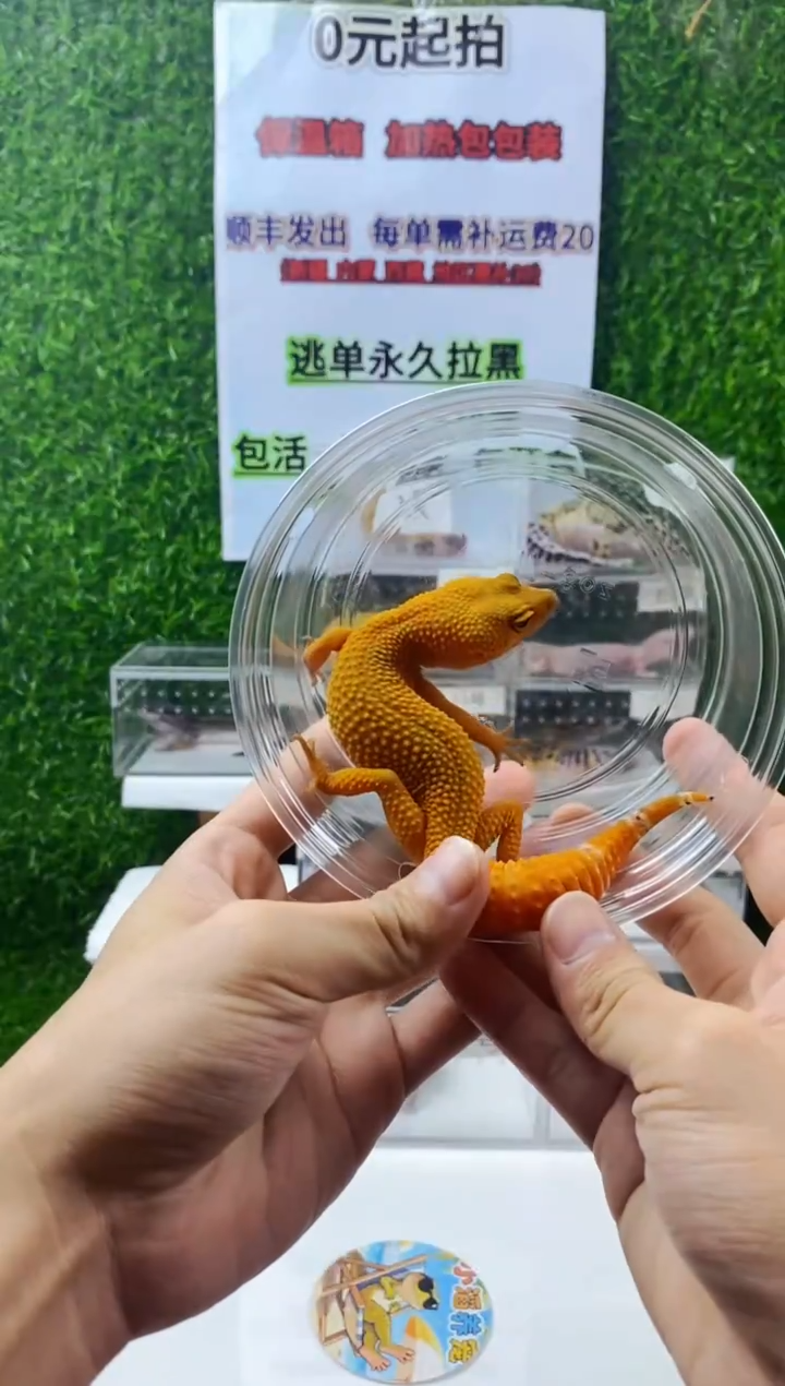 豹纹守宫豹纹守宫幼苗亚成体成体肥尾