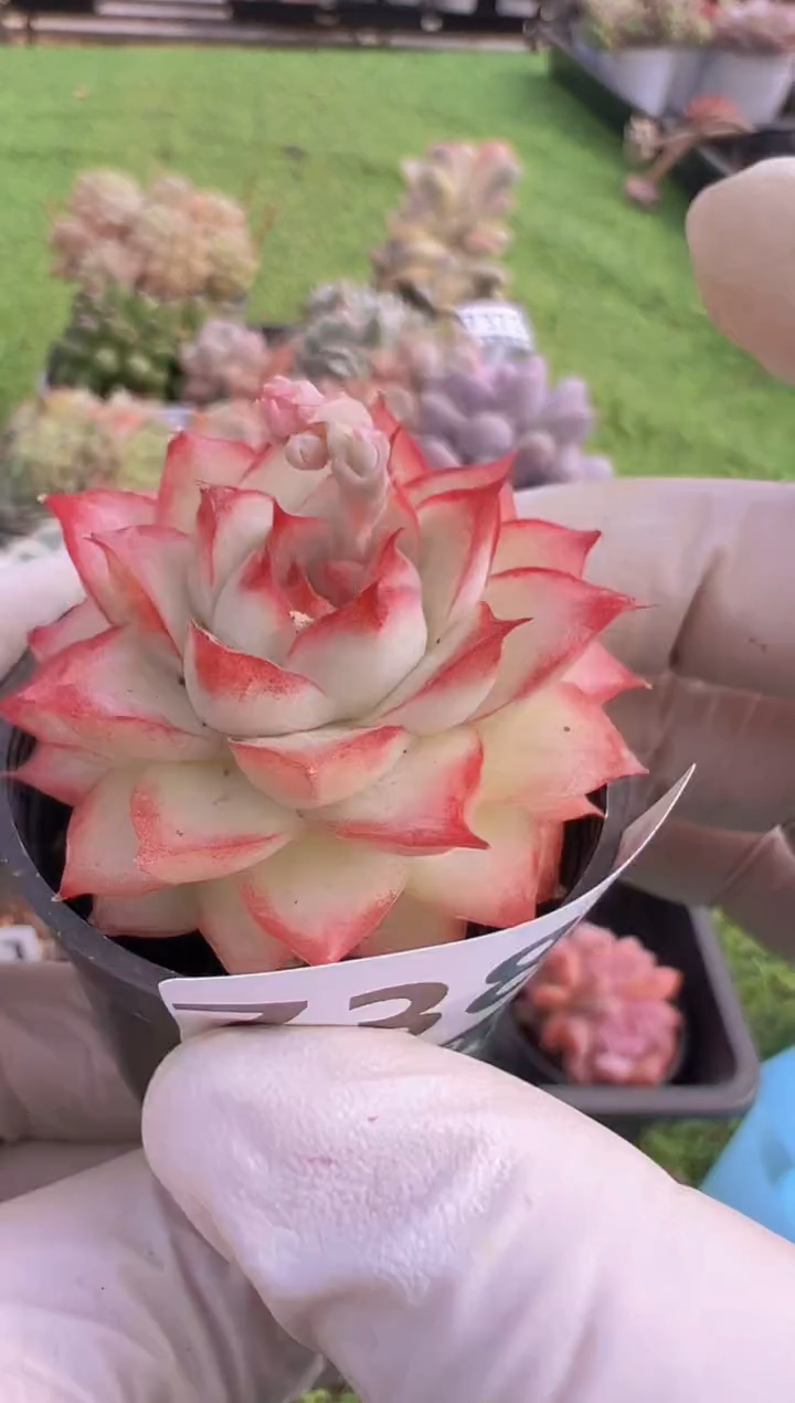 【闪购商品】信福多肉一物一拍