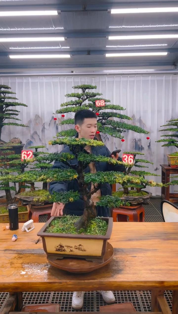 【闪购商品】紫砂精品盆景直播间一物一拍