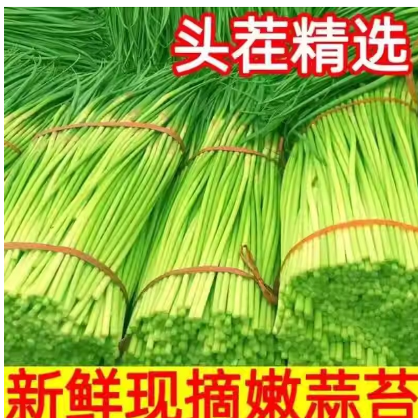 新鲜蒜苔嫩蒜苗农家直采爽脆可口应季蔬菜产地直发