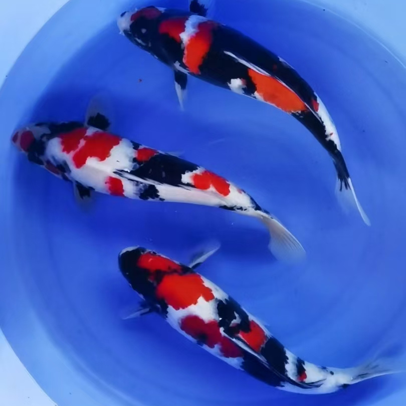 鲤鱼活体12-20公分