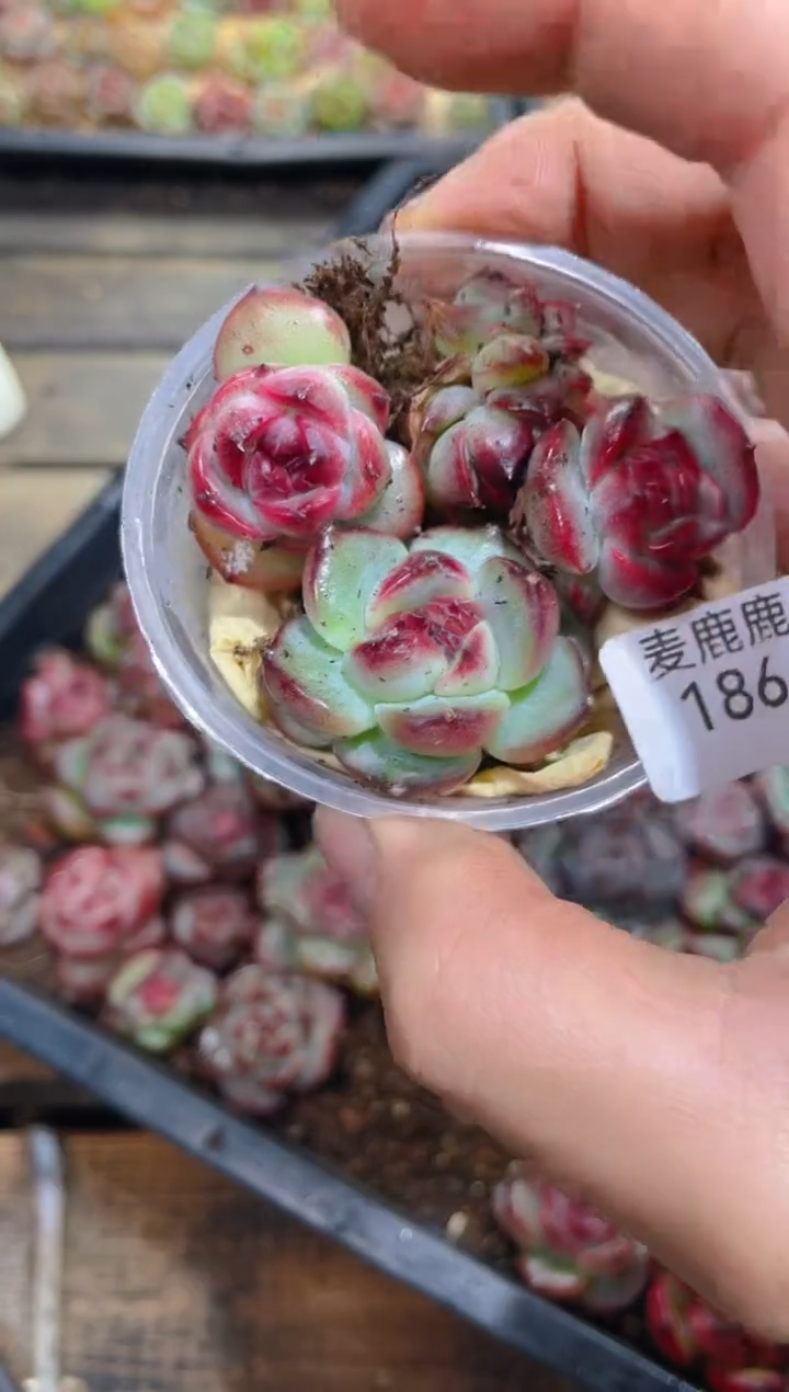 186霸道珍妮暗黑系     量拍4颗随机发