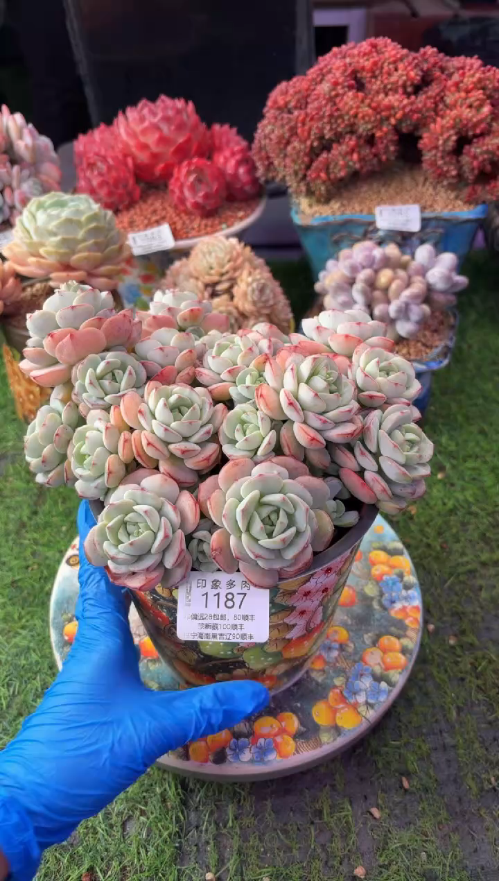 昆明印象多肉1187