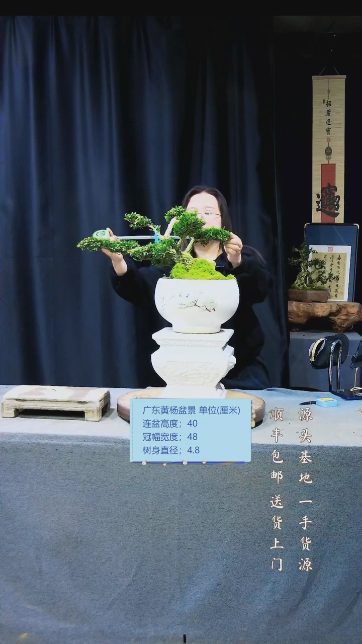 【闪购商品】雀舌黄杨盆景雀舌黄杨盆景