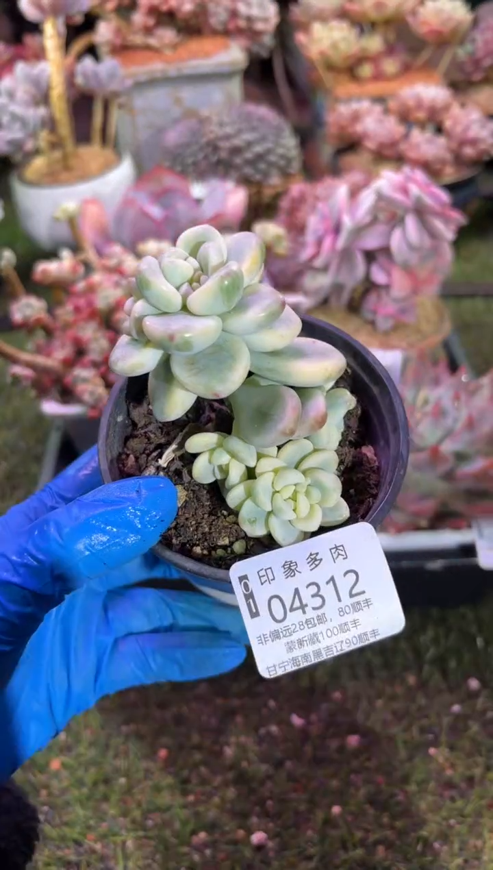 【闪购商品】04312