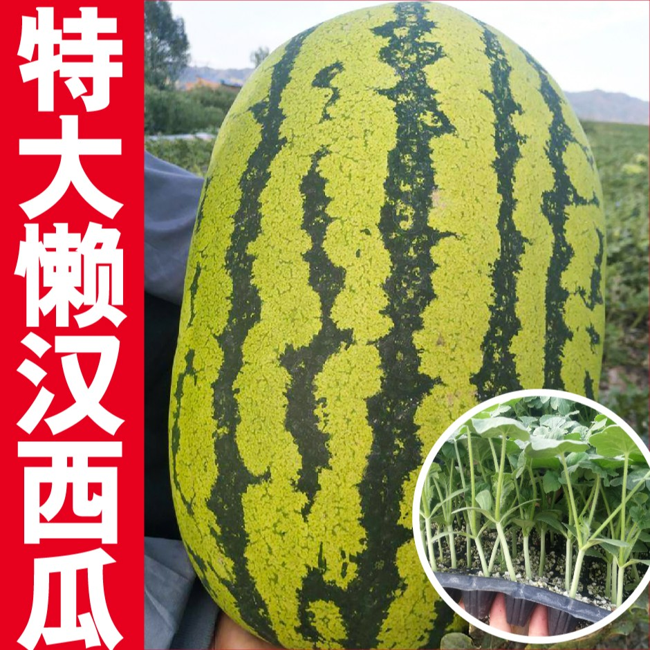 寿光苗场直发特大懒汉大西瓜苗小菜园种植