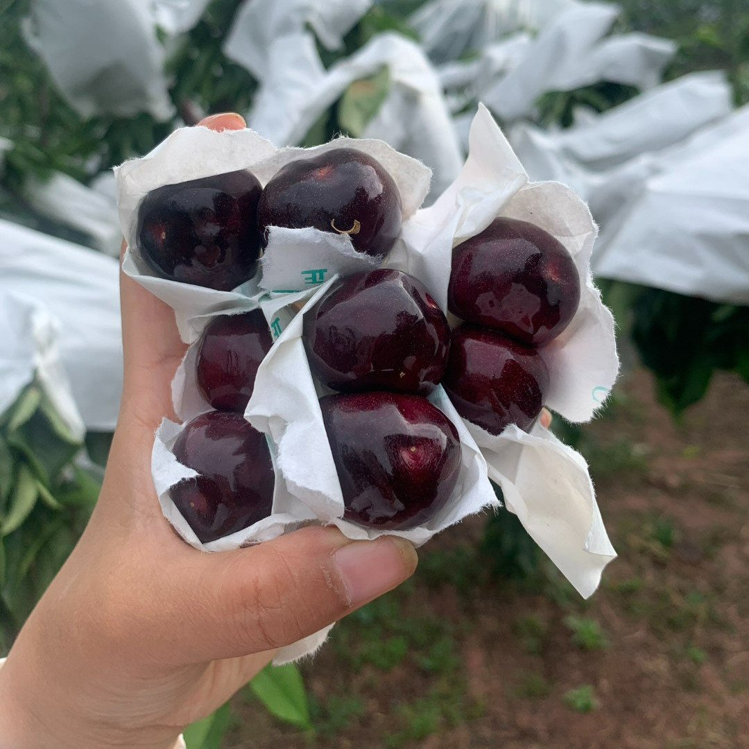 汉源正版车厘子树苗【1年苗】车厘子基地果农产地直发