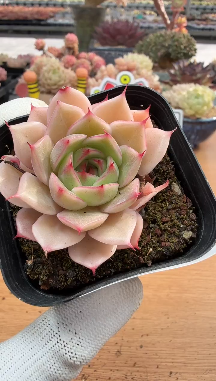 东云多肉园二店-134