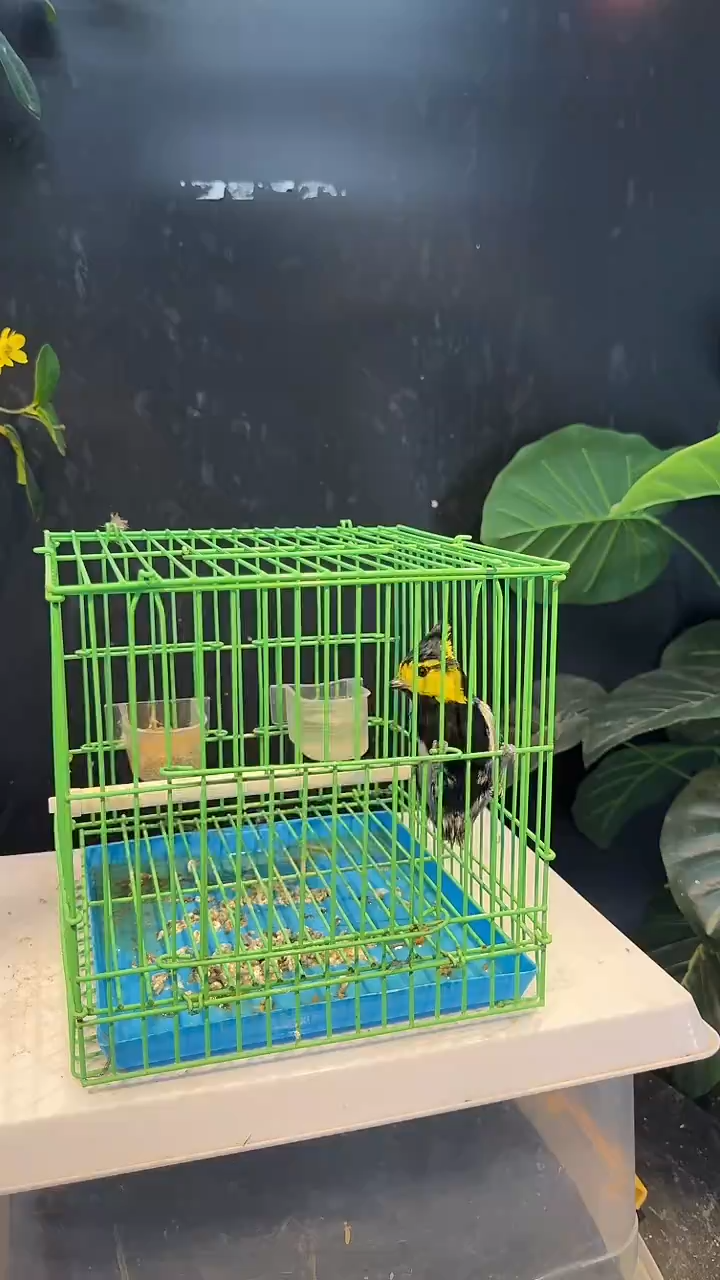 虎皮鹦鹉21号   无尾黄颊养笼0元起拍